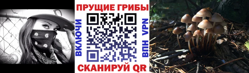Псилоцибиновые грибы мицелий Приозерск